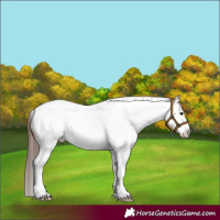 Horse Color:Bay Roan Tobiano Frame Appaloosa 