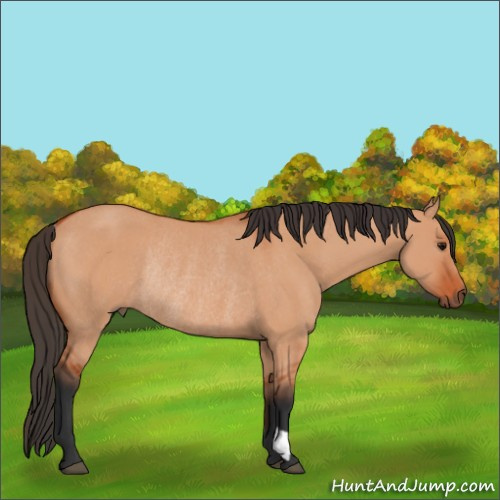 Horse Color:Bay Dun Rabicano 