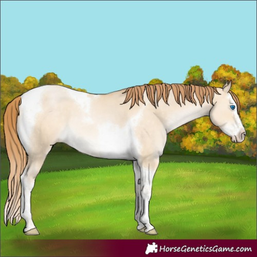 Horse Color:Buckskin Pearl Dun Splash Tobiano 