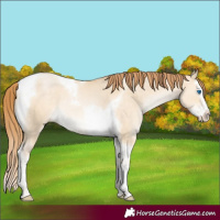 Horse Color:Buckskin Pearl Dun Splash Tobiano
