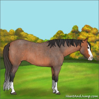 Horse Color:Bay Roan Splash 