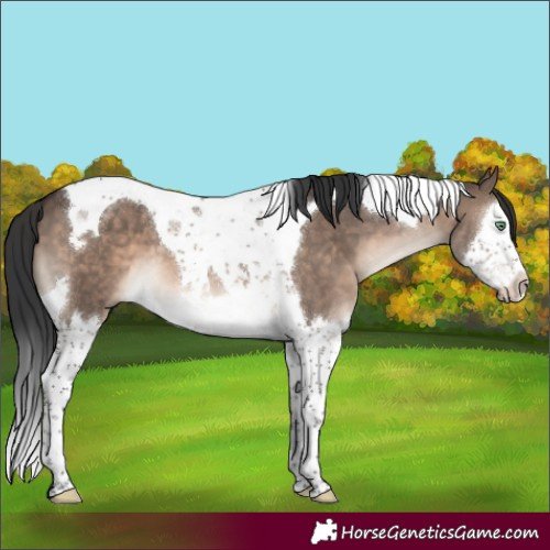 Horse Color:Brown Dun Mushroom Splash Tobiano 