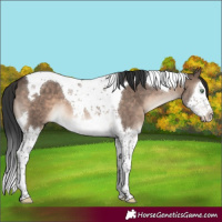 Horse Color:Brown Dun Mushroom Splash Tobiano 