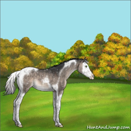 Horse Color:Brown Dun Mushroom Splash Tobiano Appaloosa 
