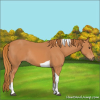 Horse Color:Chestnut Tobiano Rabicano