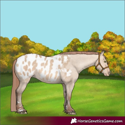 Horse Color:Amber Champagne Dun Appaloosa Rabicano 