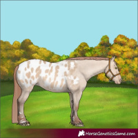 Horse Color:Amber Champagne Dun Appaloosa Rabicano 