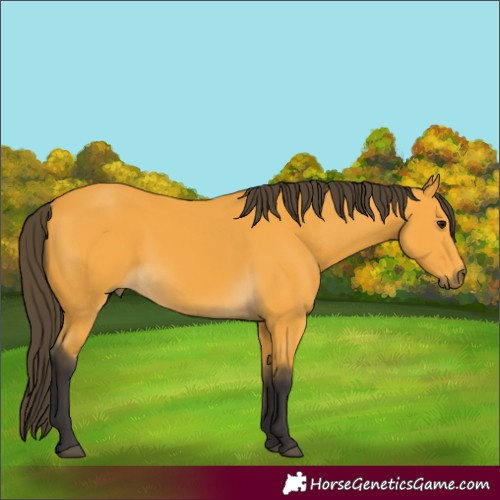 Horse Color:Buckskin 