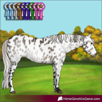 Horse Color:Gray Silver Brown Dun Appaloosa 