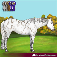 Horse Color:Gray Silver Brown Dun Leopard 
