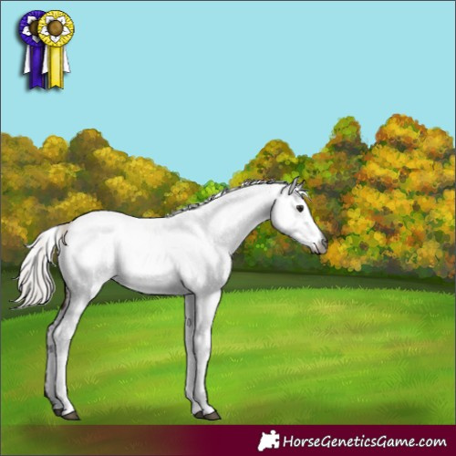 Horse Color:Gray Silver Brown Dun Appaloosa 