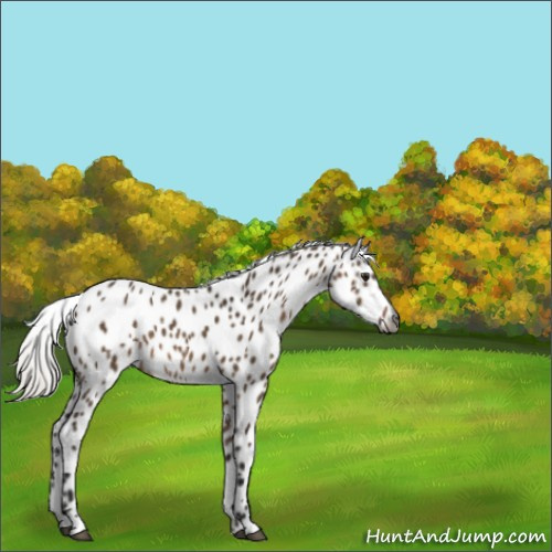 Horse Color:Gray Silver Brown Dun Appaloosa