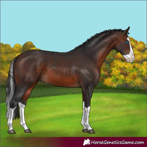 Horse Color:Brown Splash 