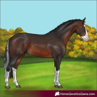 Horse Color:Brown Splash