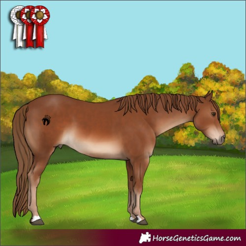 Horse Color:Chestnut 