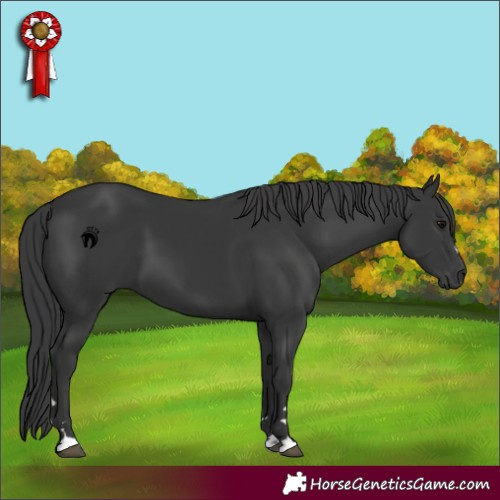Horse Color:Black 