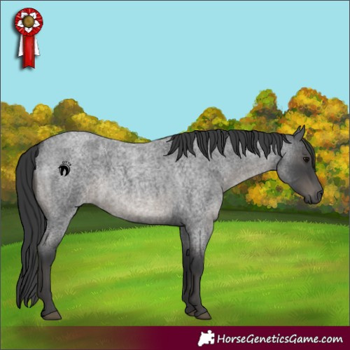 Horse Color:Blue Roan 