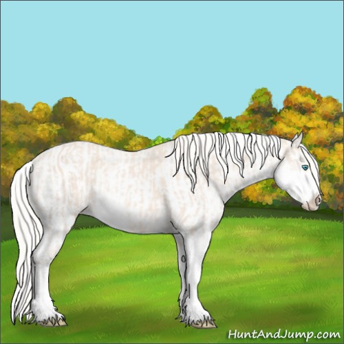 Horse Color:Cremello Sabino  and Cremello Sabino Splash 