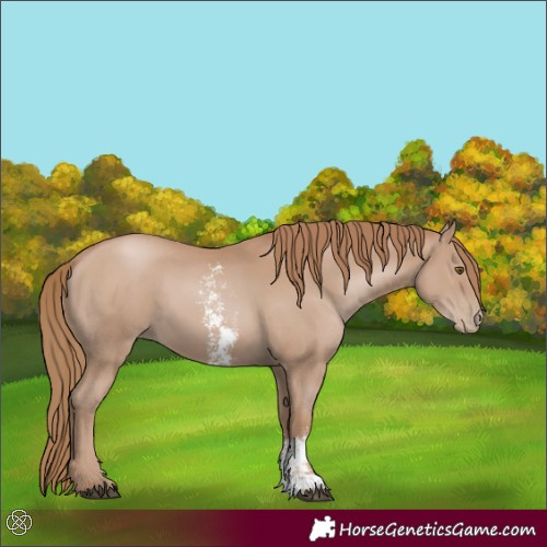 Horse Color:Black Pearl Sabino 