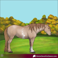 Horse Color:Black Pearl Sabino 