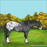 Horse Color:Blue Roan Splash Appaloosa 