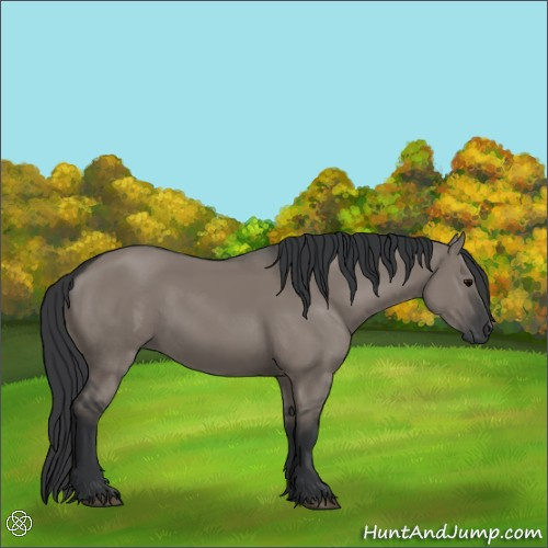 Horse Color:Grullo Rabicano 