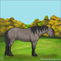 Horse Color:Grullo Rabicano 