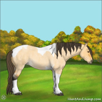 Horse Color:Buckskin Roan Dun Tobiano 