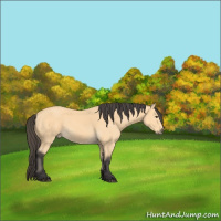 Horse Color:Buckskin 
