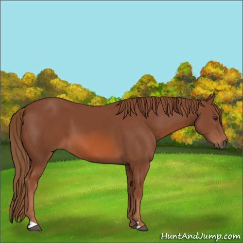 Horse Color:Chestnut 