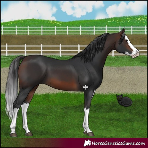 Horse Color:Brown Splash 