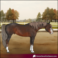 Horse Color:Liver Chestnut 