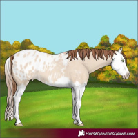 Horse Color:Amber Champagne Roan Dun Splash Appaloosa 