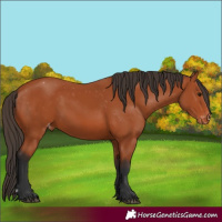 Horse Color:Bay Appaloosa 