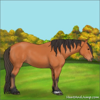 Horse Color:Bay 