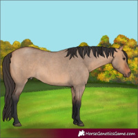 Horse Color:Bay Roan Dun 