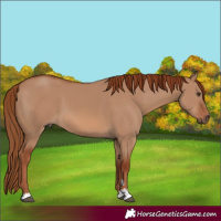 Horse Color:Red Dun 