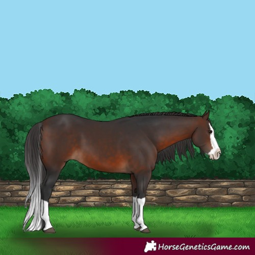 Horse Color:Brown Splash