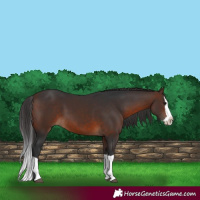 Horse Color:Brown Splash 