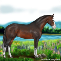 Horse Color:Bay Splash