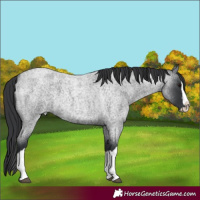 Horse Color:Blue Roan Splash 