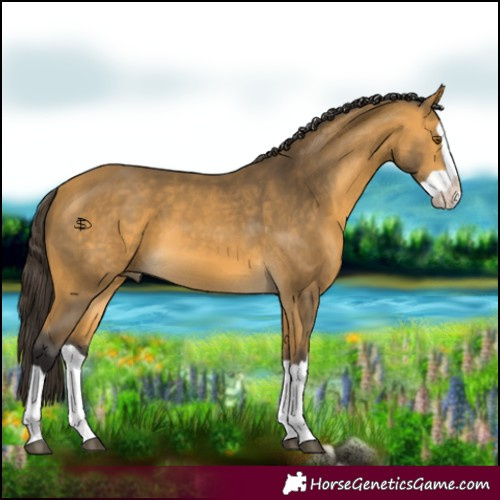 Horse Color:Buckskin Splash