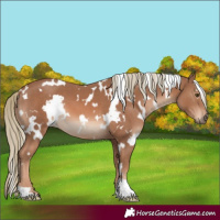Horse Color:White Spotted Chestnut Mushroom