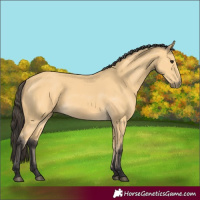 Horse Color:Buckskin