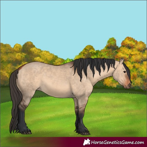 Horse Color:Bay Dun 