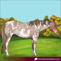 Horse Color:White Spotted Red Roan Appaloosa