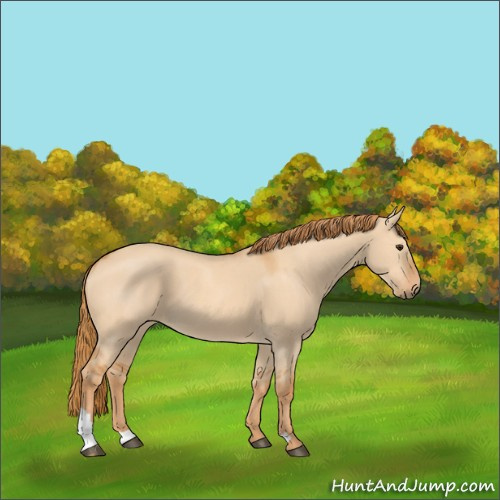 Horse Color:Red Dun 
