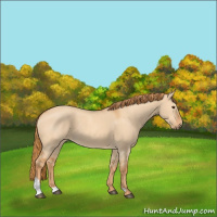Horse Color:Red Dun 