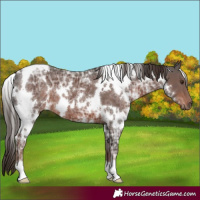 Horse Color:White Spotted Liver Chestnut Ice 