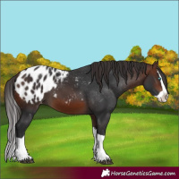 Horse Color:Brown Splash Appaloosa 